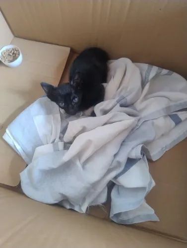 Gatinho para adoção 