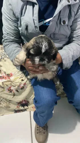 Cachorro raça: lhasa apso 