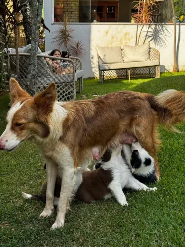 FILHOTES DE BORDER COLLIE À VENDA