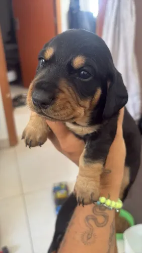 Dachshund (salsicha)