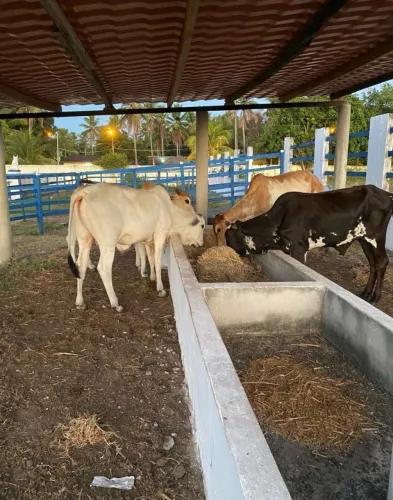 4 Garrotes Anelorados