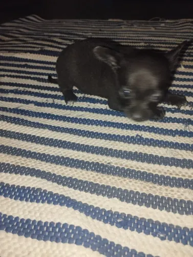 Cachorro