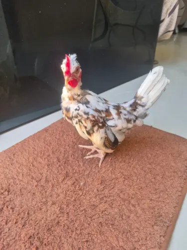 Mini garnize