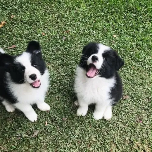 Filhotes de Border collie fêmea branca e preta 