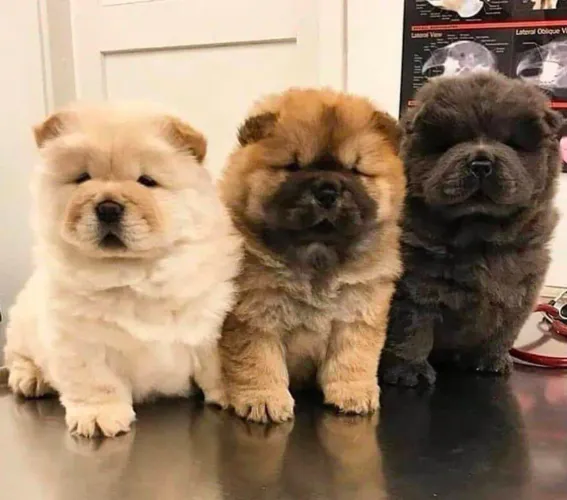 Filhote Chow-chow, Transforme sua casa em um lar cheio de amor!