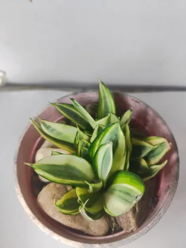 Mini Espada-de-São-Jorge Golden - Espadinha Dourada no Vaso