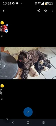 Vendo filhotes de poodle originais número 1.