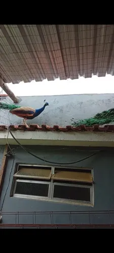 Galinha azul