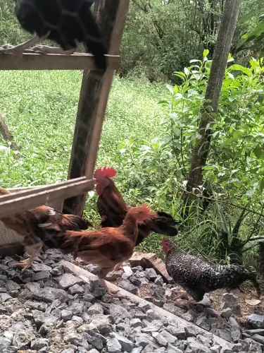 Frango caipira