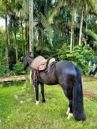 Cavalo Crioulo