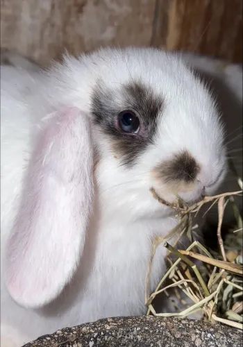 coelhos mini lop
