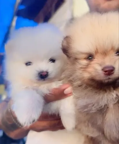 Lulu da pomerânia com pedigree baby face 