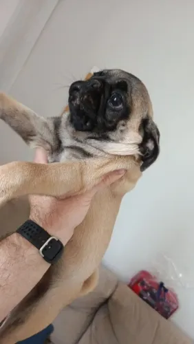 Vendo filhotes de pugs, 01 macho e 01 fêmea 