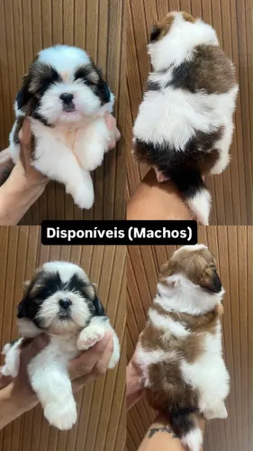 Venda de filhote de shih tzu