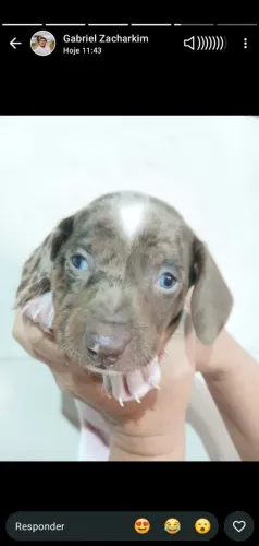 Daschund Arlequim (mofado) Olhos Azuis Filhote Pronta Entrega!