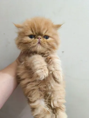Filhote fêmea de persa ruiva