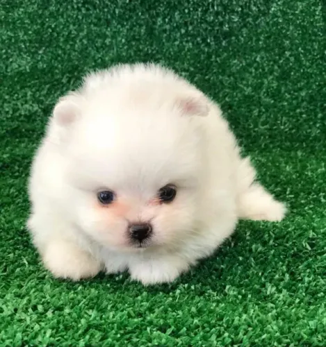 Uma bolinha de pelo para te trazer companhia, Spitz alemão 