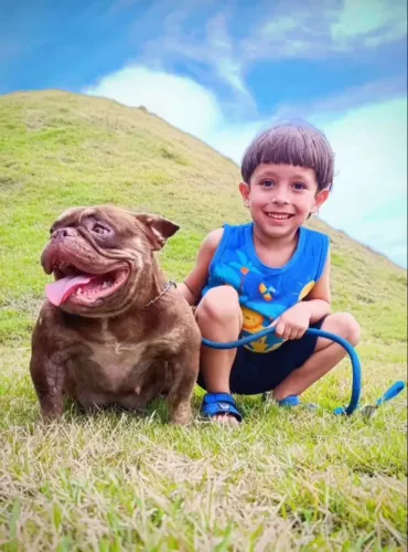 American Bully fêmea adulta dócil  micro 
