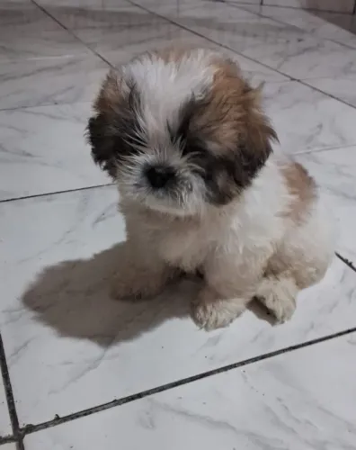 Shih Tzu