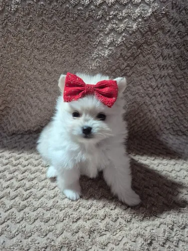 Vendo filhote de Spitz Alemão