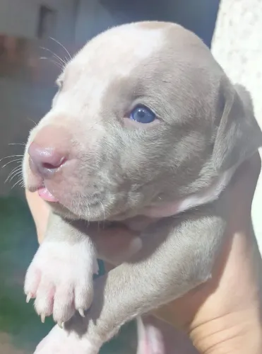 Filhotes de Pitbull