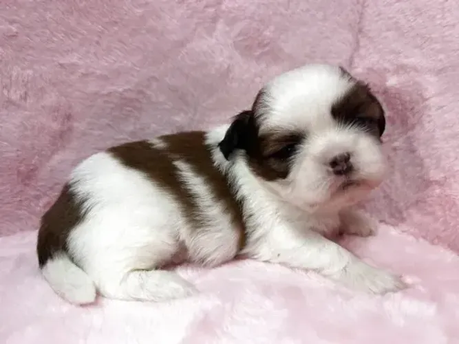 Neném meigo e brincalhão Shih tzu/Shitzu