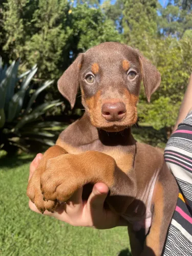 Doberman 