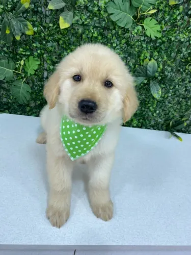 golden retriever fofos