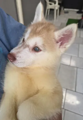 Filhote de Husky Siberiano