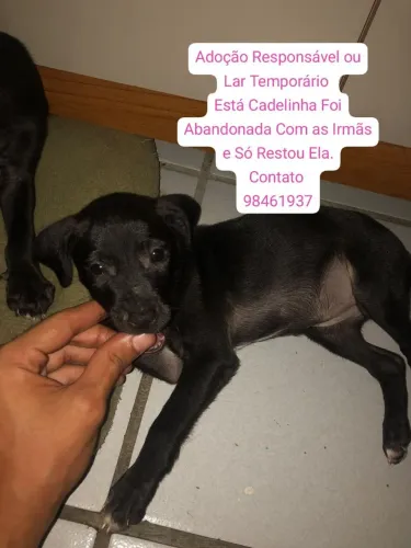 Cachorrinhos lindo pra adoção responsável