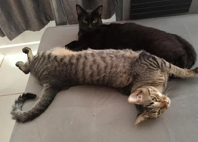 Doa-se 2 gatinhos