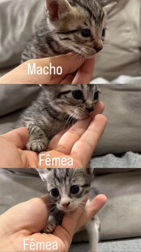 Doa-se filhotes de gato