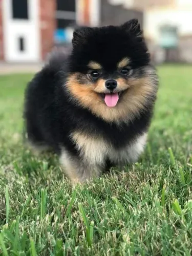 Cachorro Lulu da Pomerania cor de linhagem especial