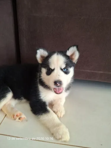 Filhotes Husky Siberiano