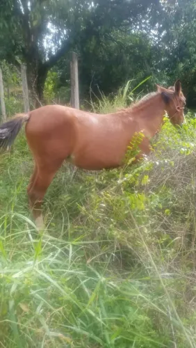 Cavalo de raça