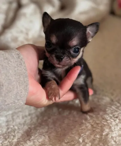 Chihuahua Micro Black Tan!! Um Belo Macho.