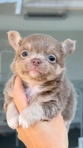 Chihuahua macho Pêlo longo cinza tan