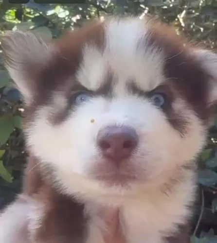 Husky siberiano carinhoso