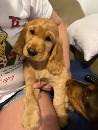 Cachorro raça cocker