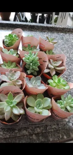 Kit de 15 mudas de suculentas para decoração