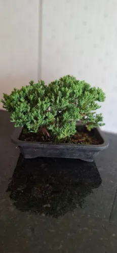 Bonsai Junipero Procumbens  6 anos de idade 