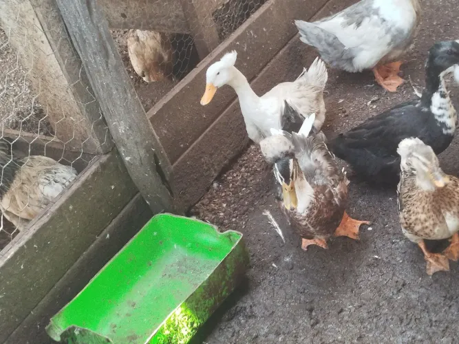 Casal paturi de pompom 