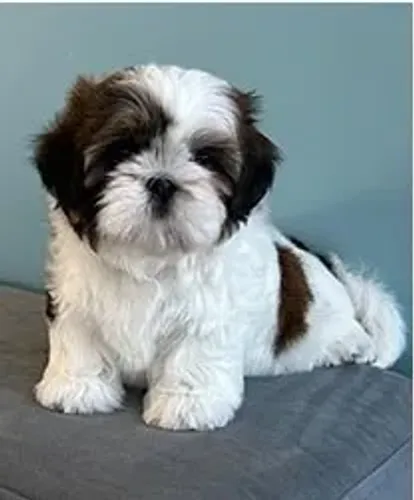 Shih-Tzu Macho vermelho: Filhote Que É Um Verdadeiro Tesouro!