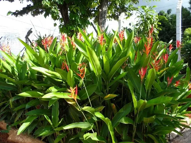  Helicônia-papagaio (Heliconia psittacorum L.f.)