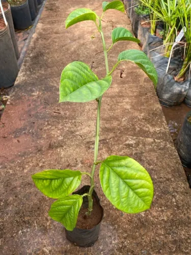 Muda de maracujina