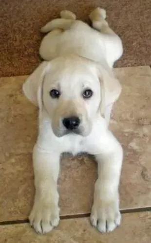 Labrador filhotes a cada lambida vc ganha 01 dia de vida