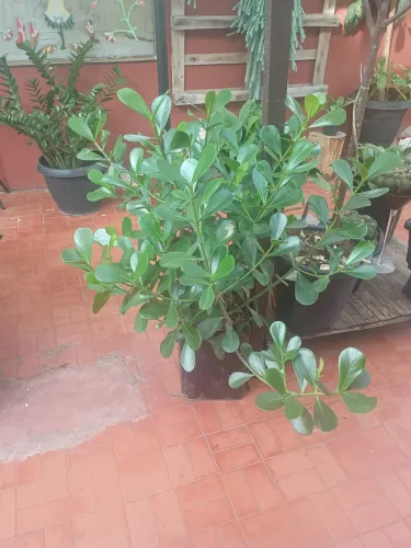 Planta Ornamental - Linda e Cheia!