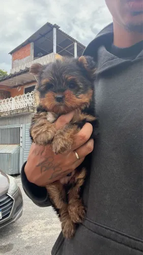 Yorkshire baby face com muito amor em sua casa