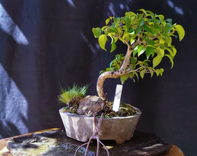 Bonsai pitanga