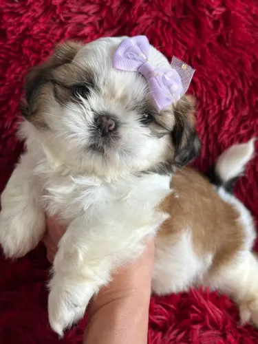 Shitzu fêmea- Pequena Branca e Dourada Fêmea -Linda,Charmosa e Cheia de Personalidade